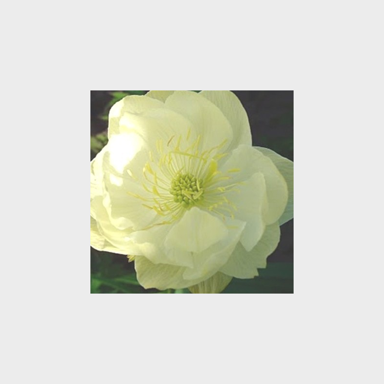 Trollius europaeus - Alabaster - Engblomme 