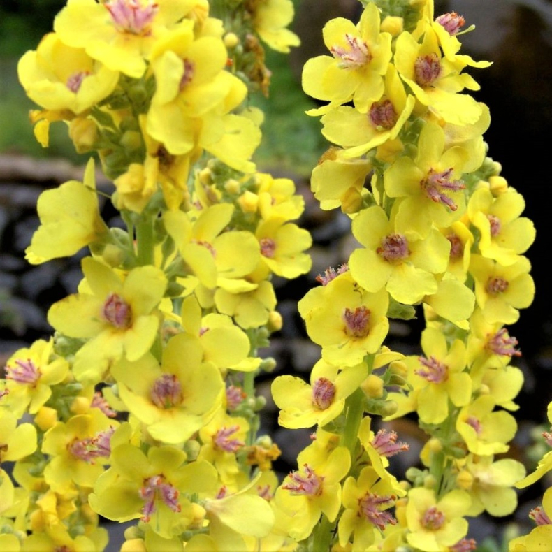 Verbascum chaixii Sixteen Candles - Kongelys