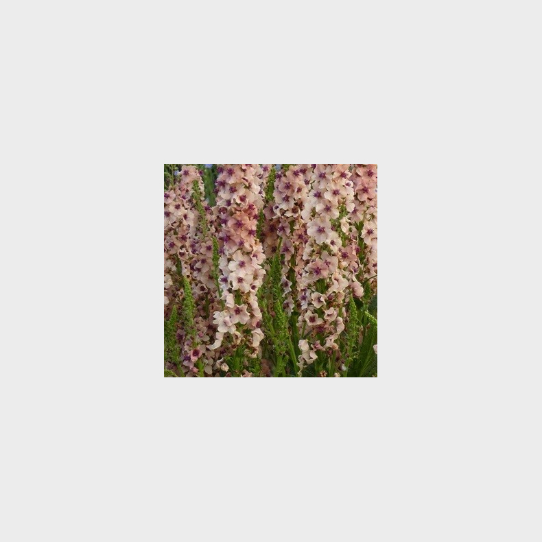 Verbascum hybrid Southern Charm - Kongelys