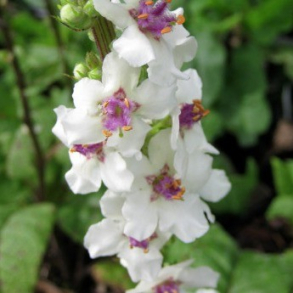 Verbascum nigrum Album - Hvid Kongelys