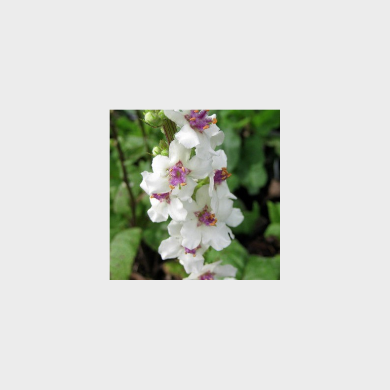 Verbascum nigrum Album - Hvid Kongelys