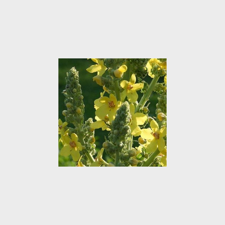 Verbascum olympicum - Kongelys