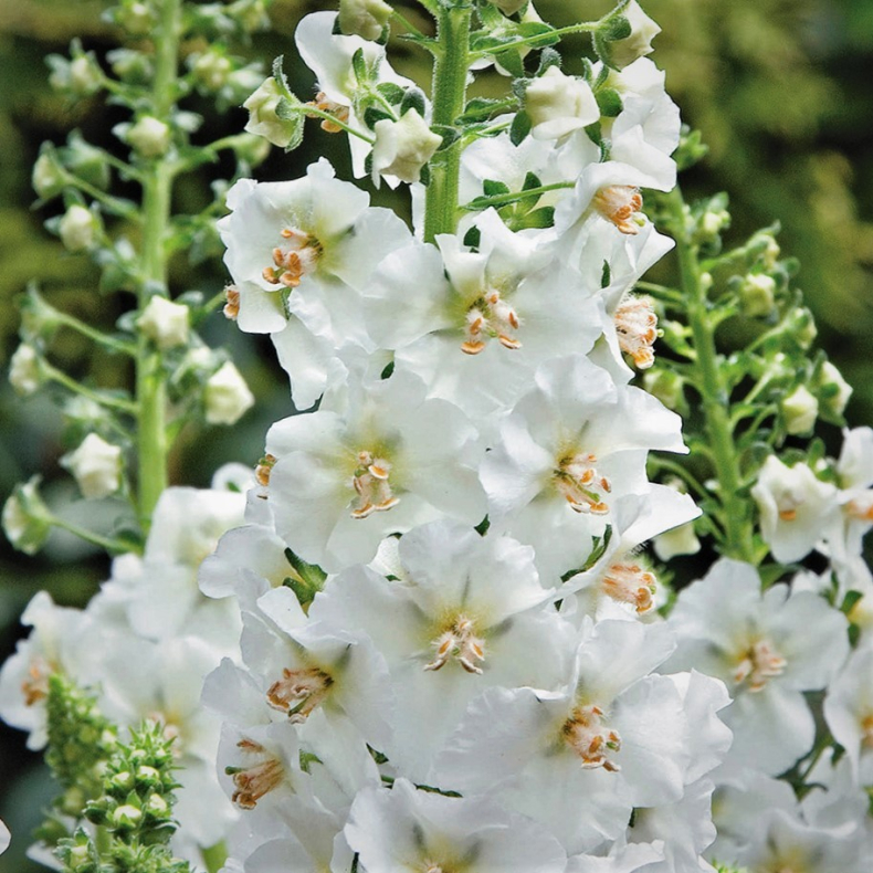 Verbascum phoeniceum Flush Of White - Kongelys