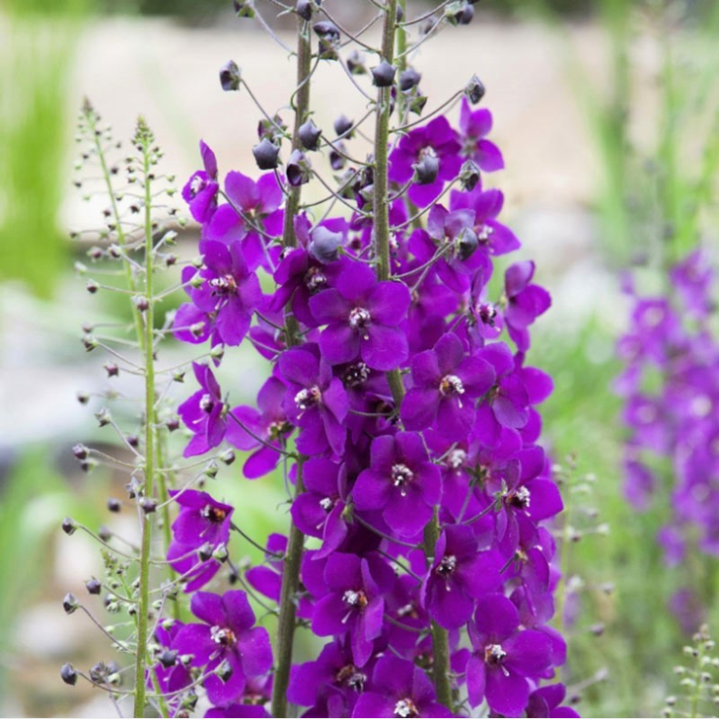 Verbascum phoeniceum Violetta - Kongelys