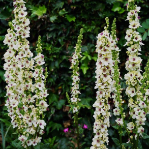 Verbascum Wedding Candles - Kongelys