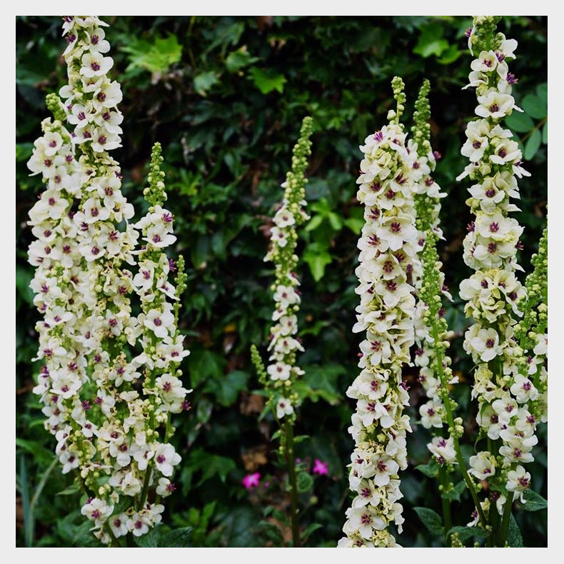 Verbascum Wedding Candles - Kongelys