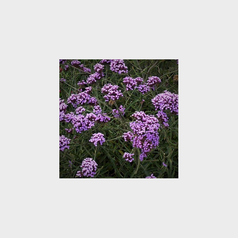 Verbena bonariensis Lollipop - Kmpeverbena  Lav type