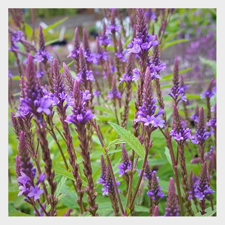 Verbena hastata Blue Spires - Spyd-Jernurt 1L