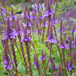 Verbena hastata Blue Spires - Spyd-Jernurt