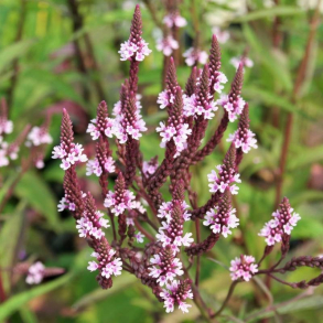 Verbena hastata Pink Spires - Spyd-Jernurt