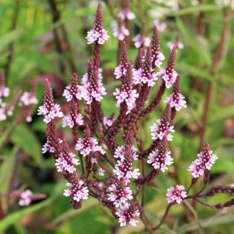 Verbena hastata Pink Spires - Spyd-Jernurt