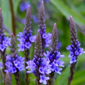 Verbena hastata - Spyd-Jernurt
