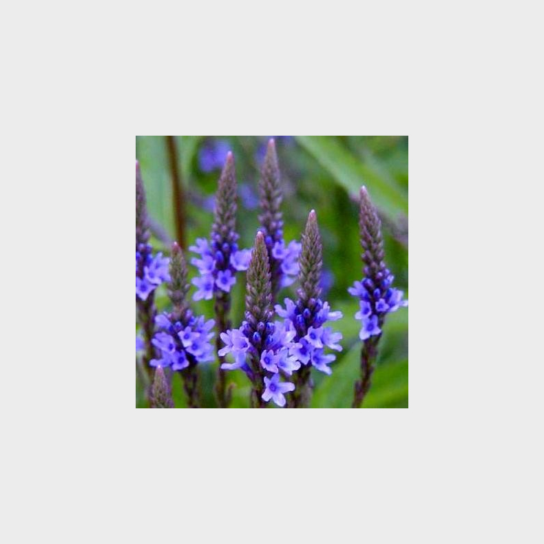 Verbena hastata - Spyd-Jernurt