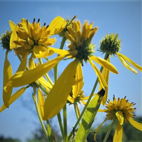 Verbesina alternifolia - Vingestamme - Gul Jernrev