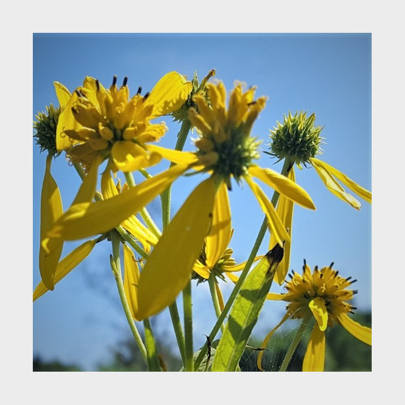 Verbesina alternifolia - Vingestamme - Gul Jernrev