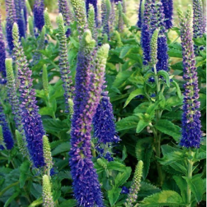 Veronica hybrida Sunny Border Blue - renpris Bord