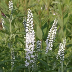 Veronica longifolia Alba - Langbladet renpris 1L