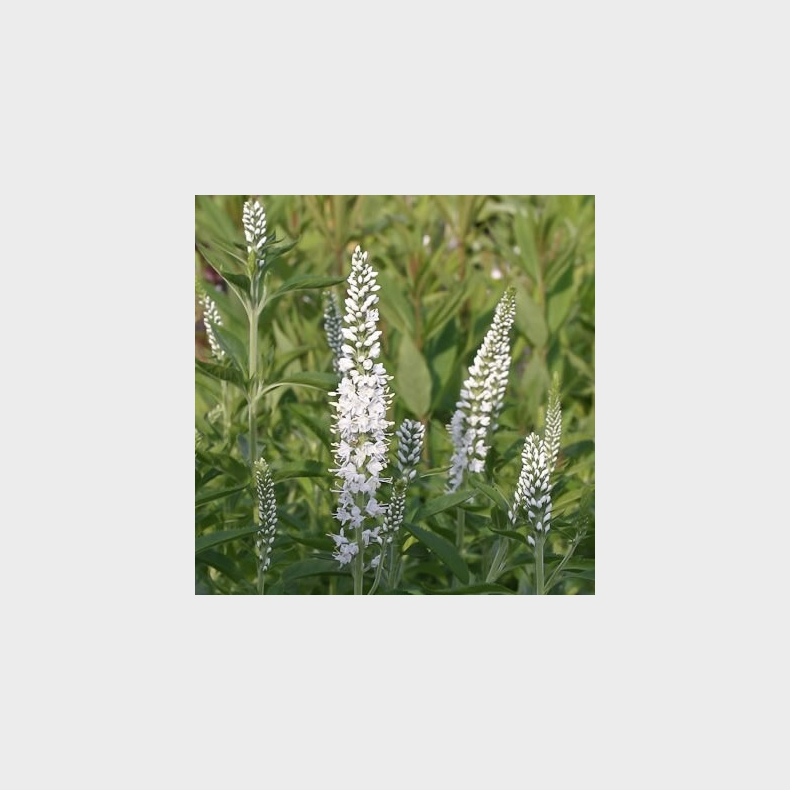 Veronica longifolia Alba - Langbladet renpris 1L