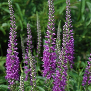 Veronica longifolia Eveline - Langbladet renpris 1L