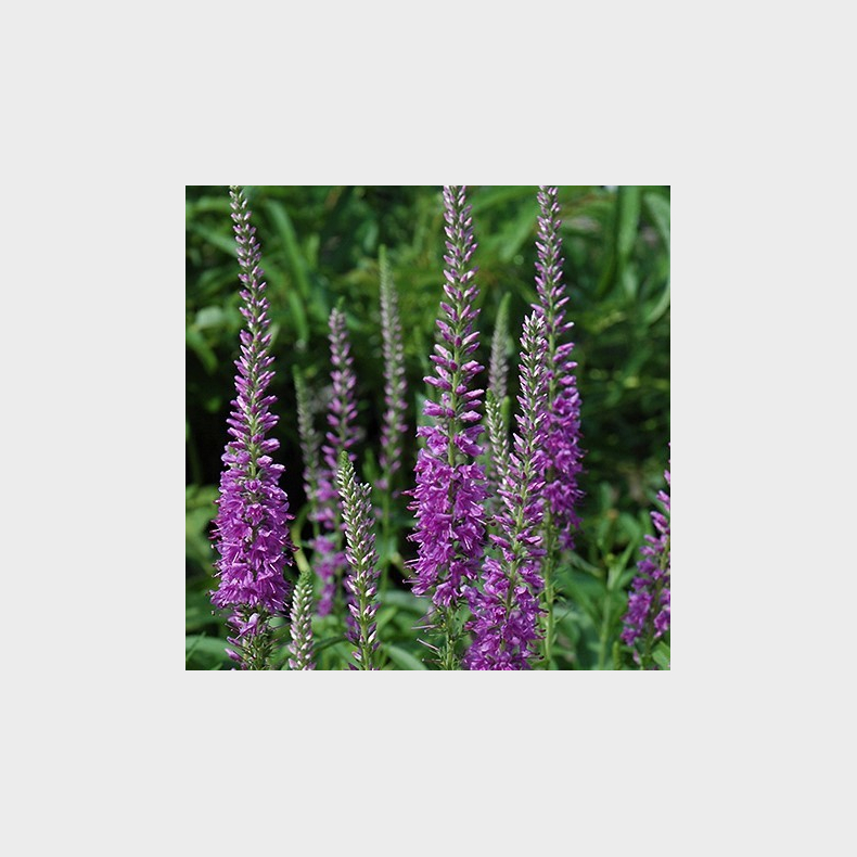 Veronica longifolia Eveline - Langbladet renpris 1L