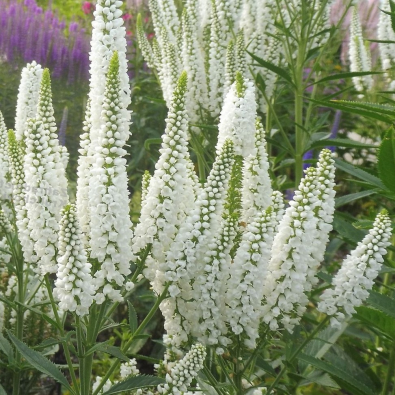 Veronica longifolia First Lady - Langbladet renpris