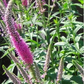 Veronica spicata Purplegum Candle - renpris 1L