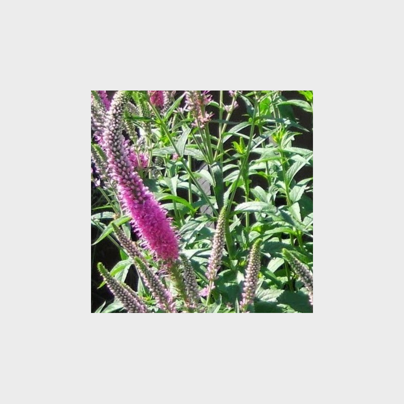 Veronica spicata Purplegum Candle - renpris 1L