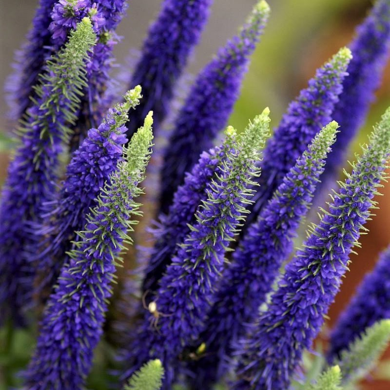 Veronica Ulster Dwarf Blue - renpris