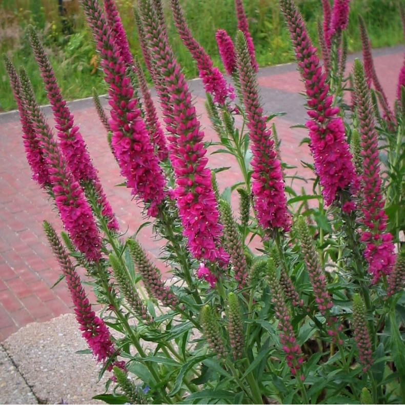 Veronica spicata Rotfuchs - Aks-�renpris