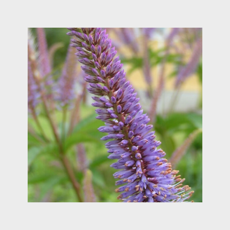 Veronicastrum sibiricum Amethyst - Virginsk renpris 
