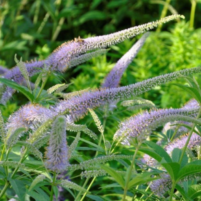 Veronicastrum sibiricum Okamoto - Virginsk renpris