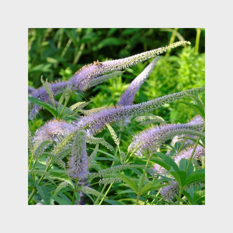 Veronicastrum sibiricum Okamoto - Virginsk renpris