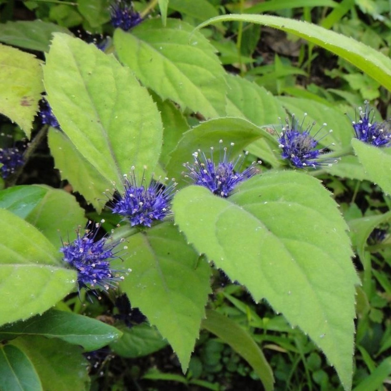 Veronicastrum villusulum - renpris
