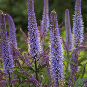 Veronicastrum virginicum Apollo - Virginsk renpris