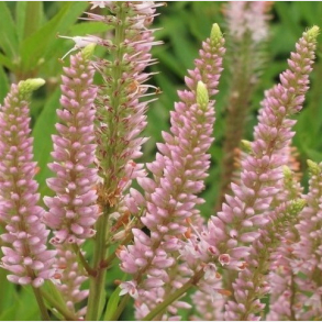 Veronicastrum virginicum Challenger - Virginsk �renpris 1L