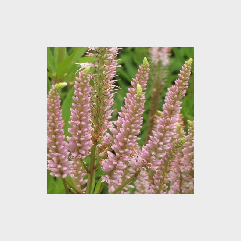 Veronicastrum virginicum Challenger - Virginsk renpris