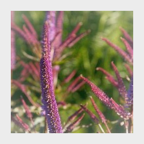 Veronicastrum virginicum Red Arrows - Virginsk renpris