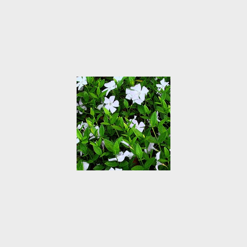 Vinca minor Gertrude Jekyll - Liden singrn