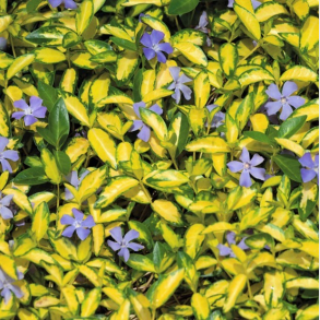 Vinca minor Illumination - Vintergrn