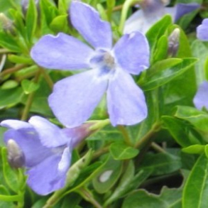 Vinca minor  - Liden singrn