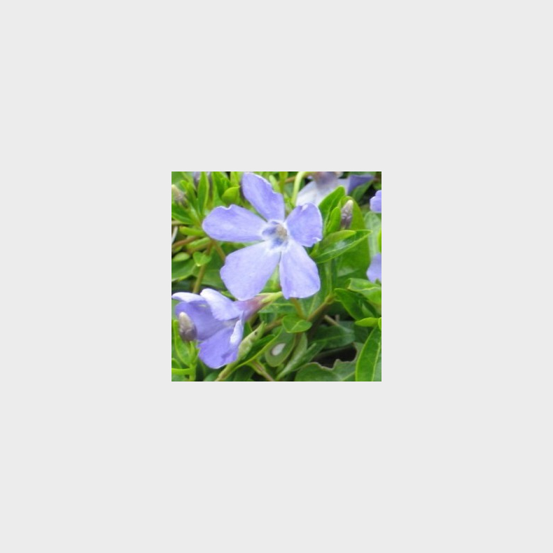 Vinca minor  - Liden singrn