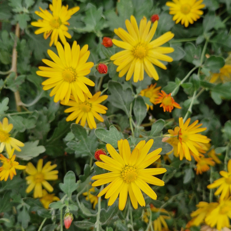 Chrysanthemum gul - Vinterasters 
