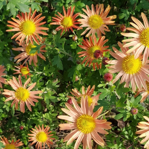 Chrysanthemum rubellum Mary Stoker - Vinterasters