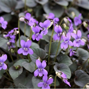 Viola labradorica - Pinseviol