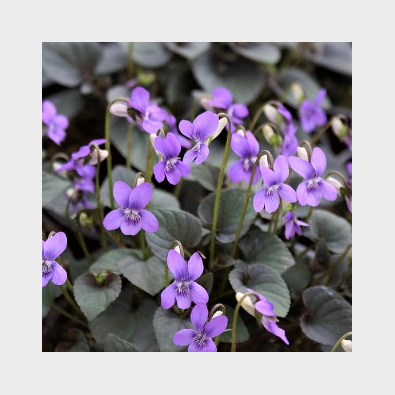 Viola labradorica - Pinseviol