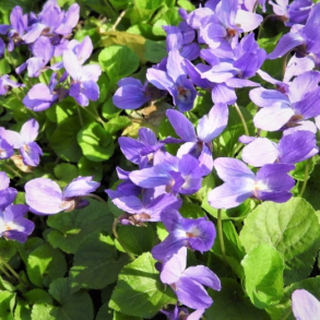 Viola odorata Knigin Charlotte - Martsviol