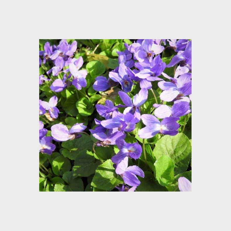 Viola odorata Knigin Charlotte - Martsviol