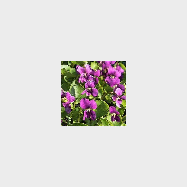 Viola sororia Red Cloud - Pinse-viol Bord 58