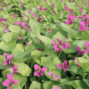 Viola sororia Rubra - Pinse-viol