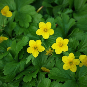 Waldsteinia ternata - Guldjordbr